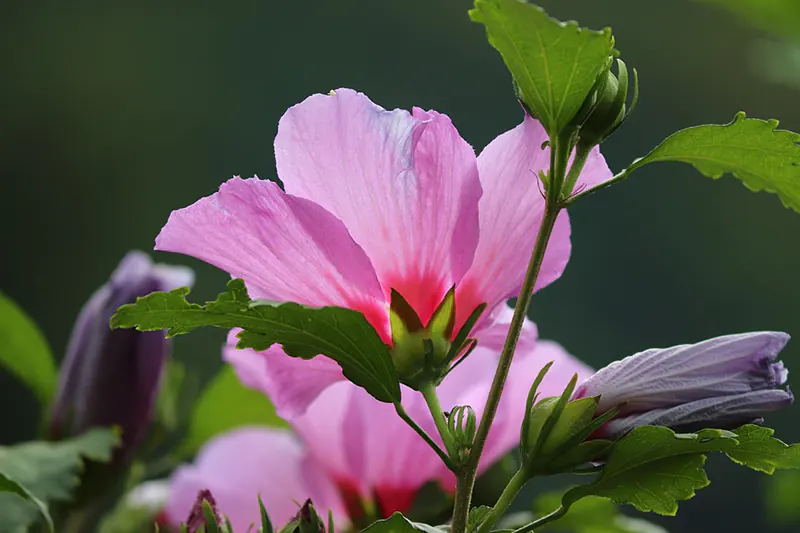 How Do I Keep My Hibiscus Small