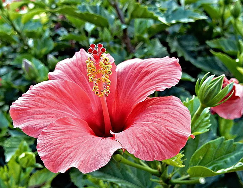 How Do I Keep My Hibiscus Small