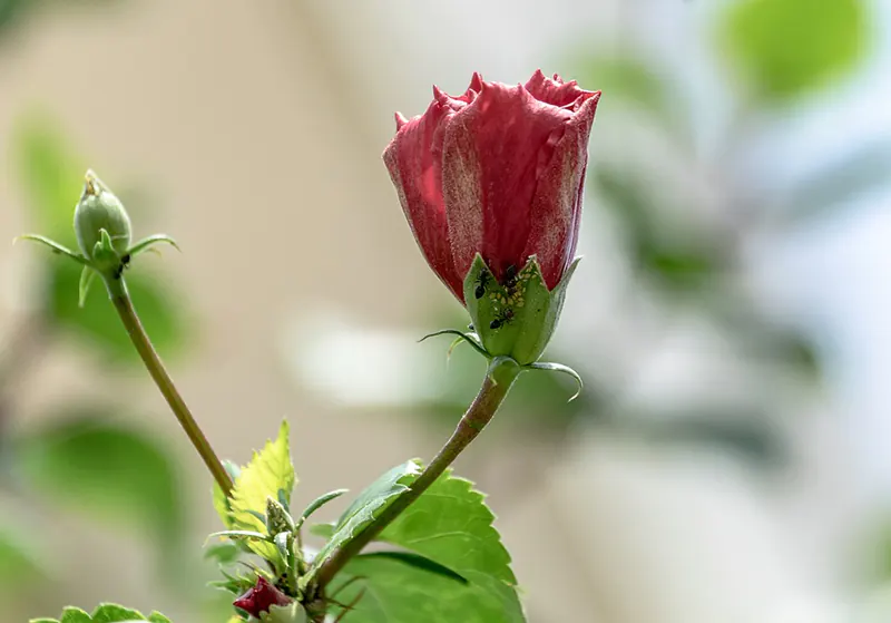 How Do I Keep My Hibiscus Small