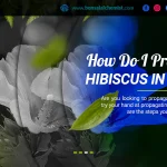 How Do I Propagate Hibiscus in Water?
