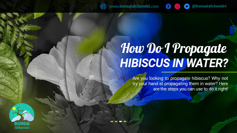 How Do I Propagate Hibiscus in Water