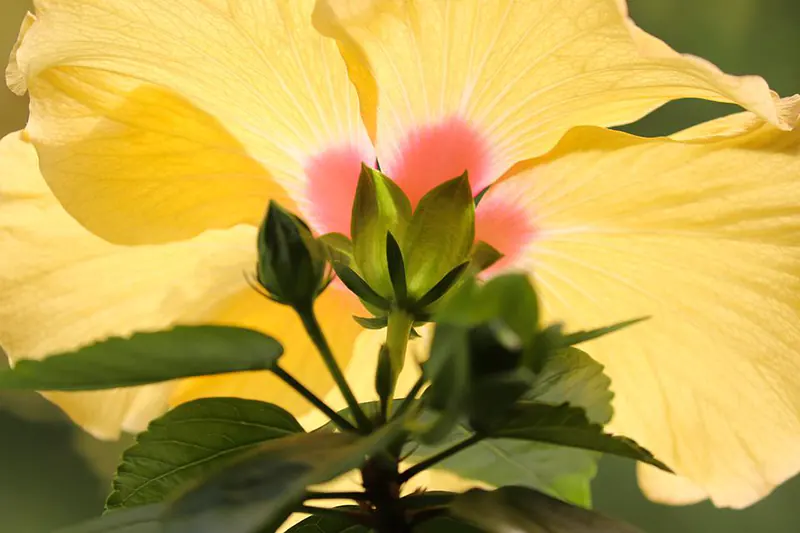 How Do I Propagate Hibiscus in Water