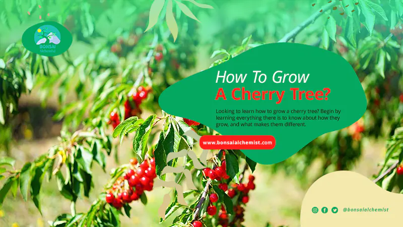 How To Grow A Cherry Tree
