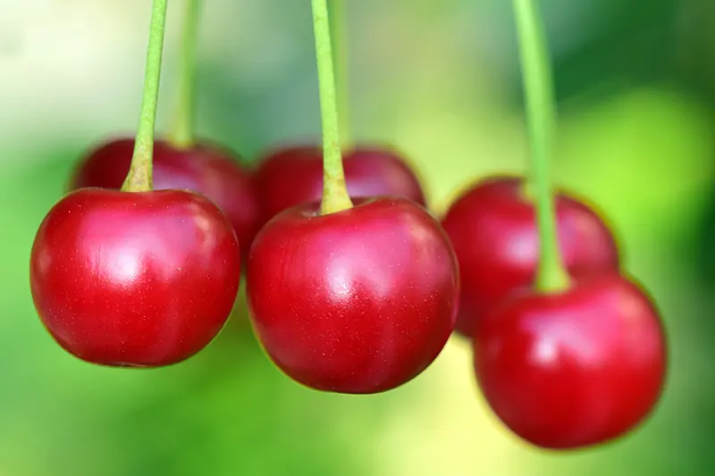 How To Grow A Cherry Tree