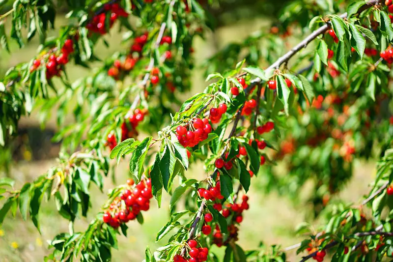 How To Grow A Cherry Tree