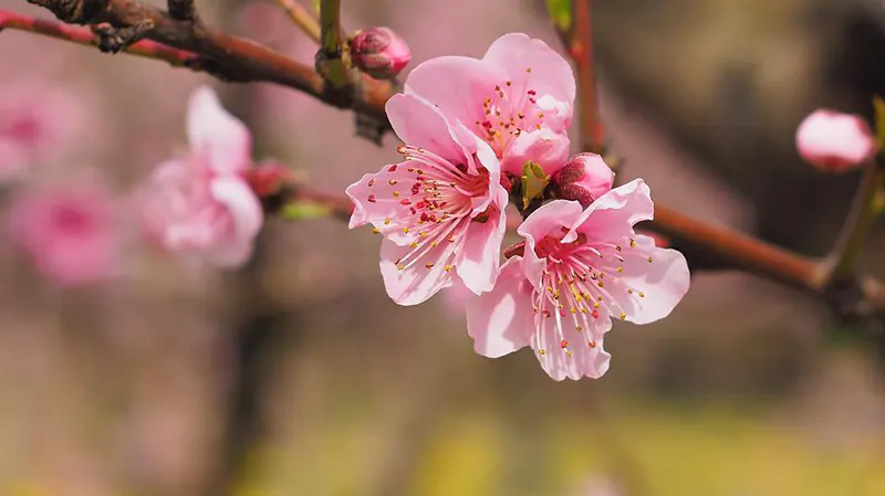 How To Grow A Cherry Tree