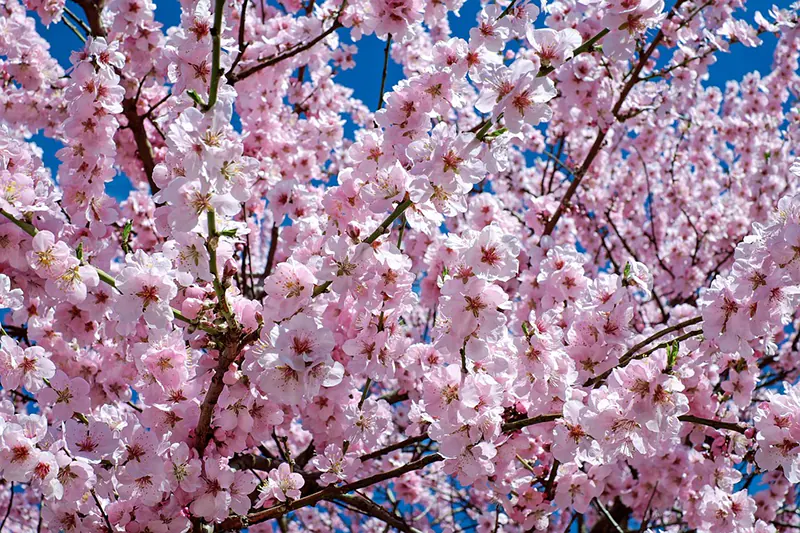 How To Grow A Cherry Tree