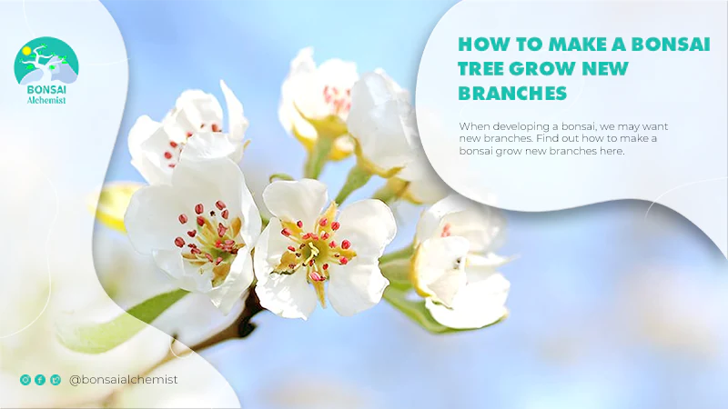 How To Make A Bonsai Tree Grow New Branches