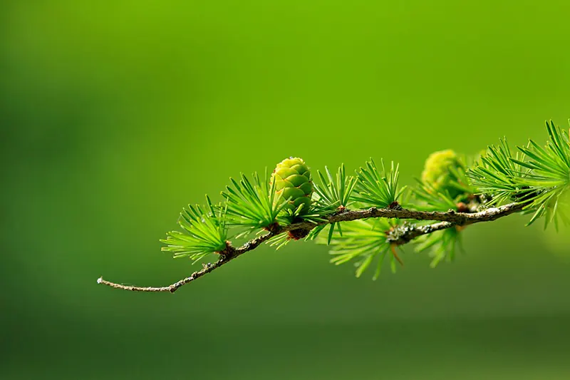 How To Make A Bonsai Tree Grow New Branches