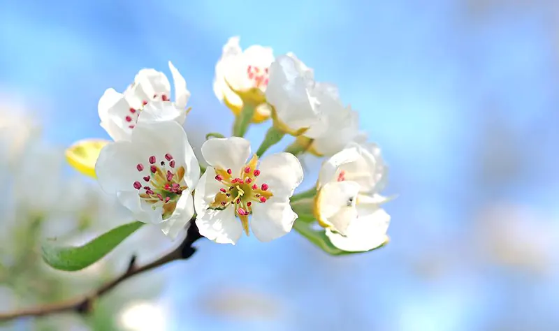 How To Make A Bonsai Tree Grow New Branches