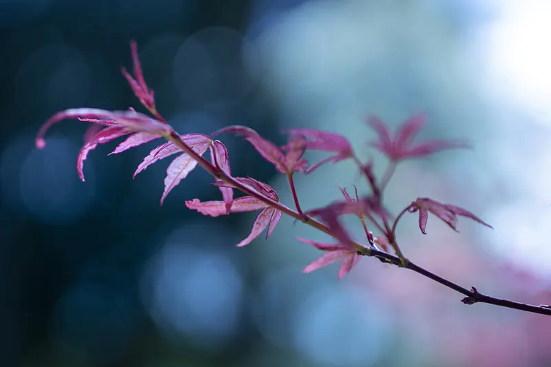 How To Make A Bonsai Tree Grow New Branches