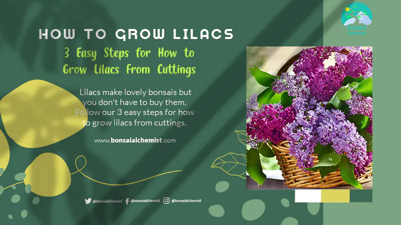 How to Grow Lilacs From Cuttings