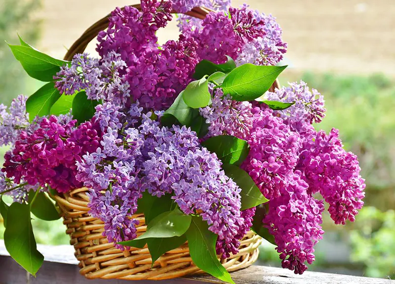 How to Grow Lilacs From Cuttings