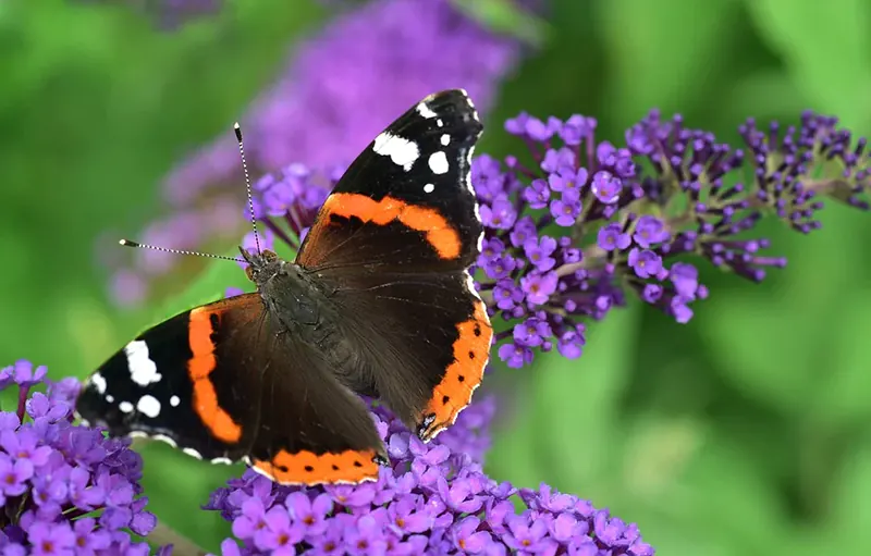 How to Grow Lilacs From Cuttings