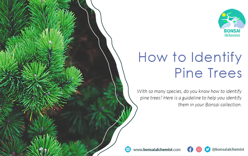 How to Identify Pine Trees