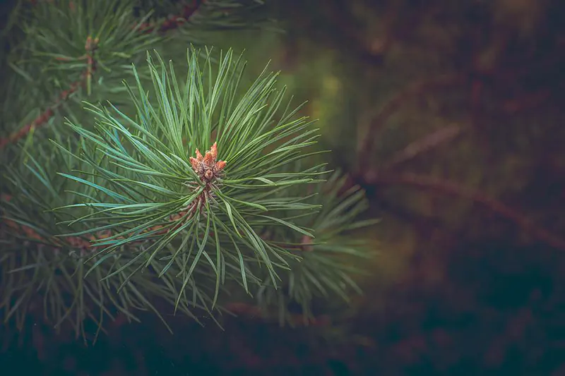 How to Identify Pine Trees