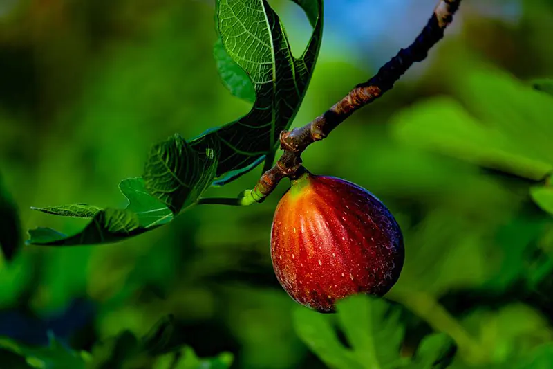 How to Prune a Ficus Tree