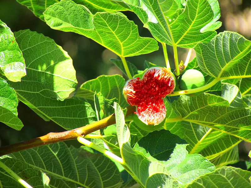 How to Prune a Ficus Tree