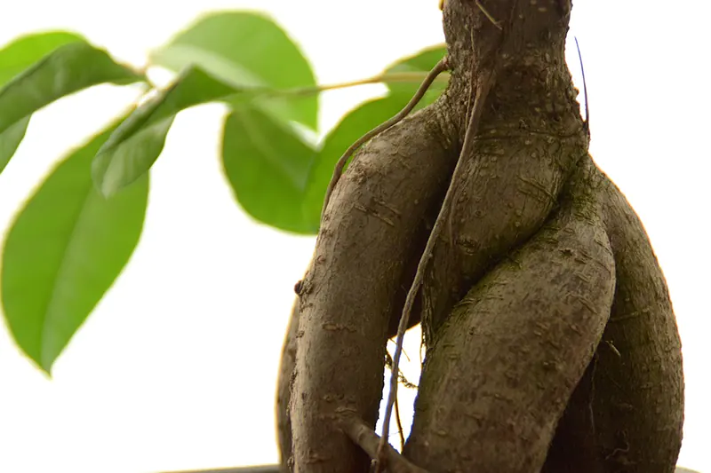 How to Prune a Ficus Tree