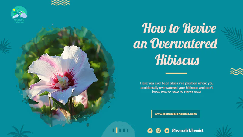 How to Revive an Overwatered Hibiscus