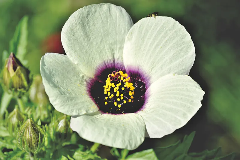 How to Revive an Overwatered Hibiscus