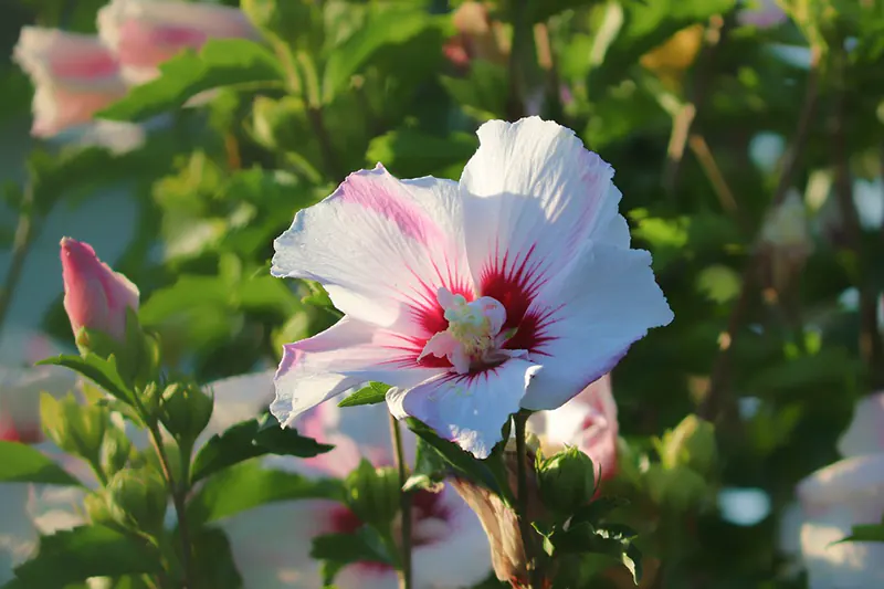 How to Revive an Overwatered Hibiscus