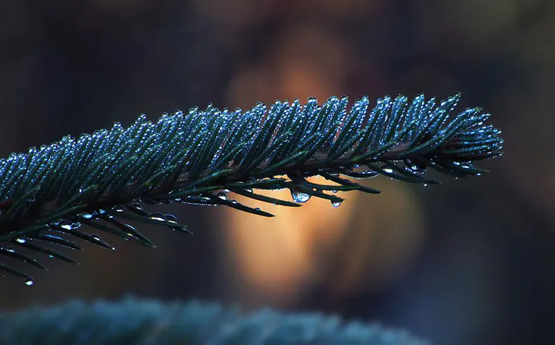How to Save a Dying Blue Spruce