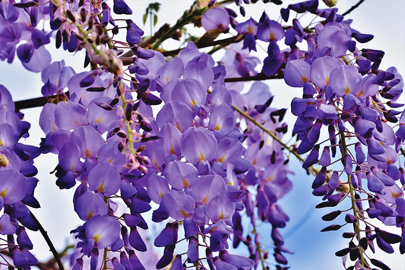 How to Train a Wisteria