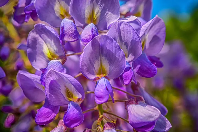 How to Train a Wisteria