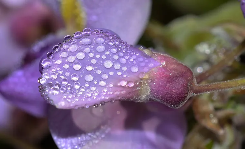 How to Train a Wisteria