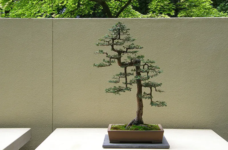 Introducing a brand new bonsai style