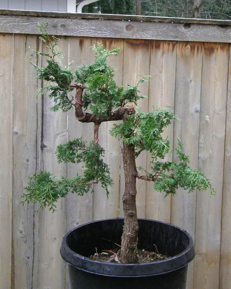 Introducing a brand new bonsai style