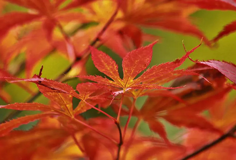 Popular Bonsai Species