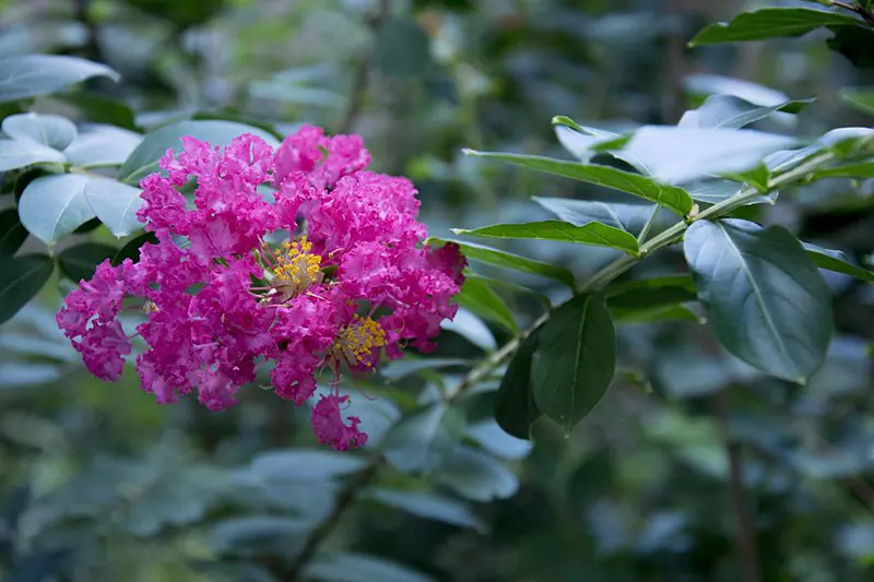 Popular Bonsai Species