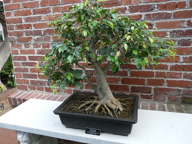 Popular Bonsai Species