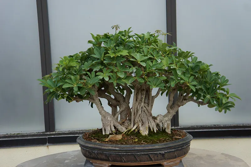 Popular Bonsai Species