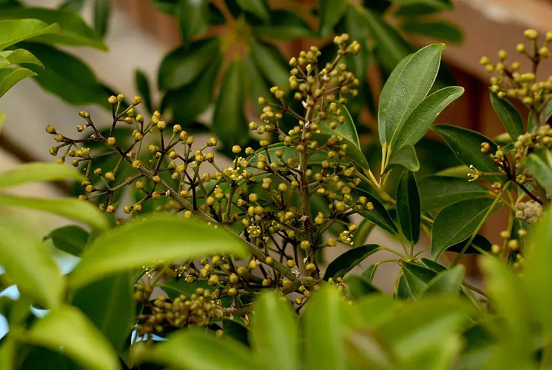 Popular Bonsai Species