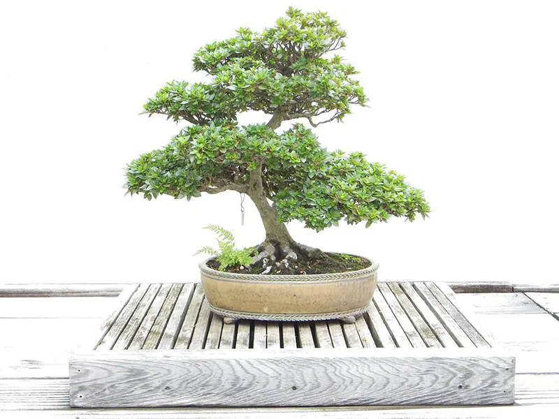 Popular Bonsai Species