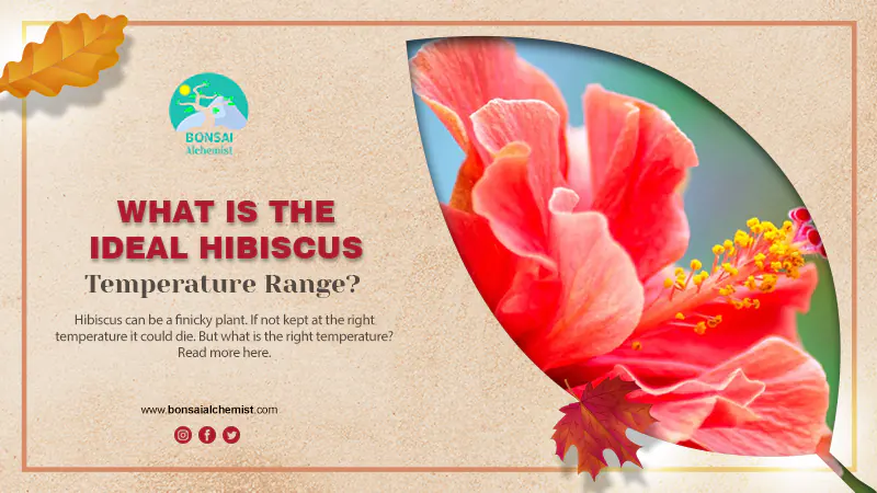 What Is The Ideal Temperature Range For Hibiscus
