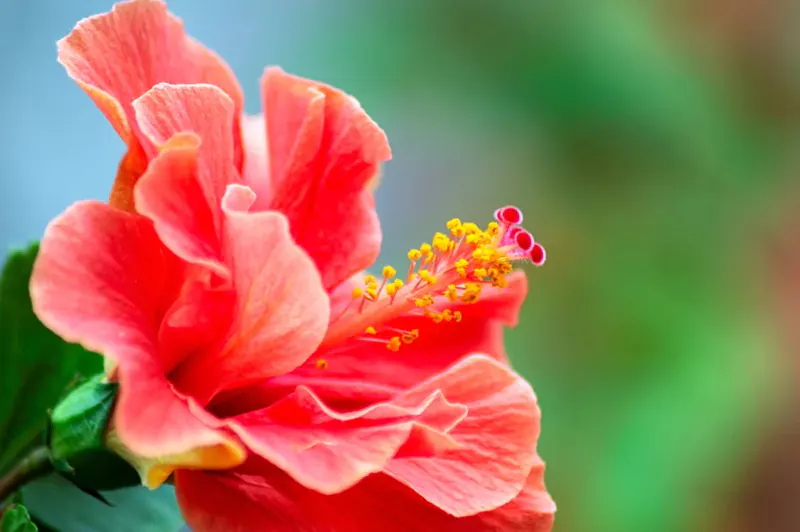 What Is The Ideal Temperature Range For Hibiscus