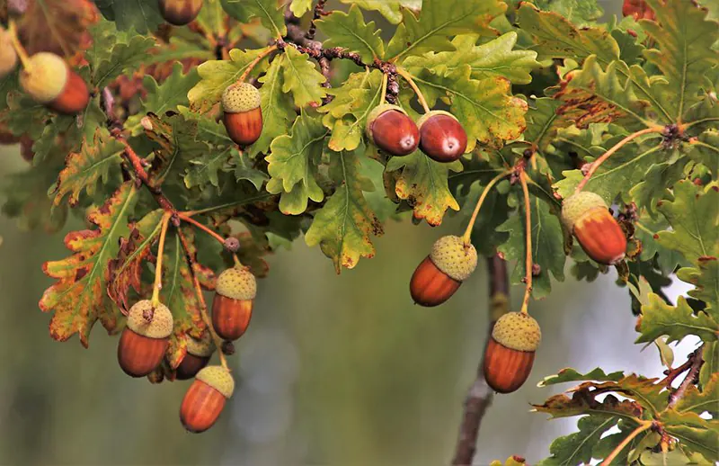 how to germinate acorns