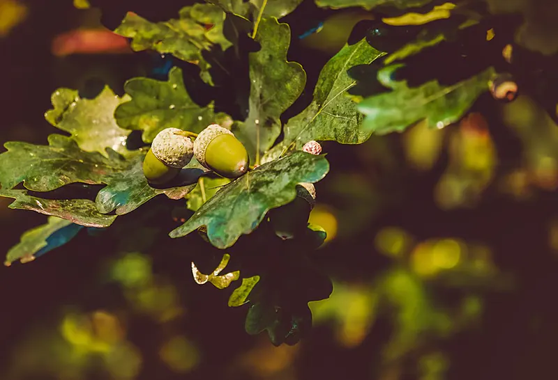 how to germinate acorns