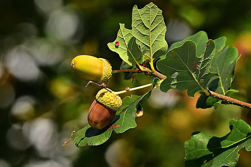 how to germinate acorns