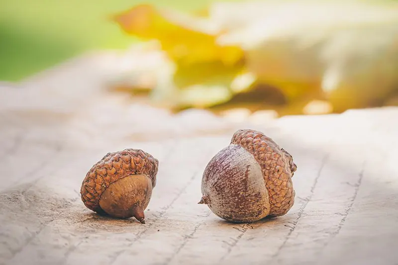 how to germinate acorns