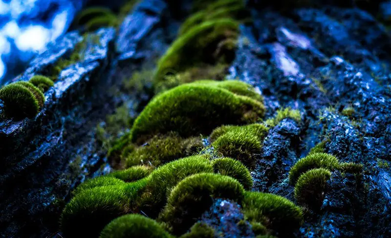 how to keep moss alive