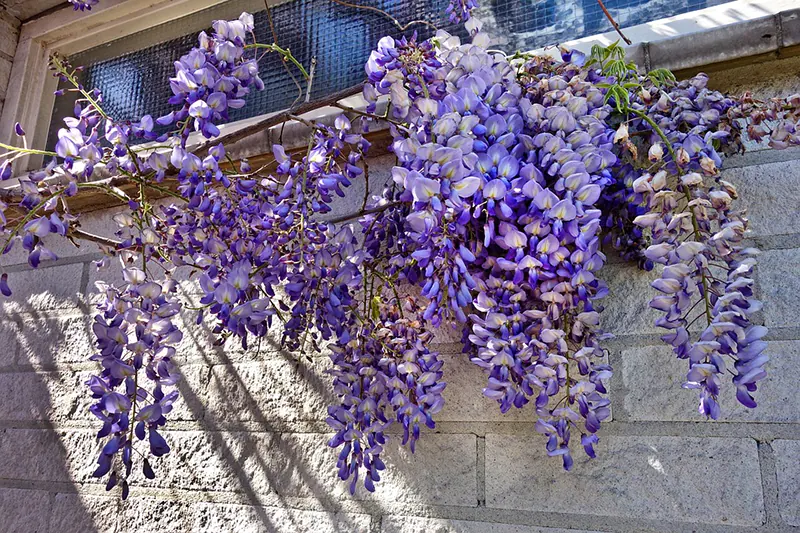 how to prune wisteria