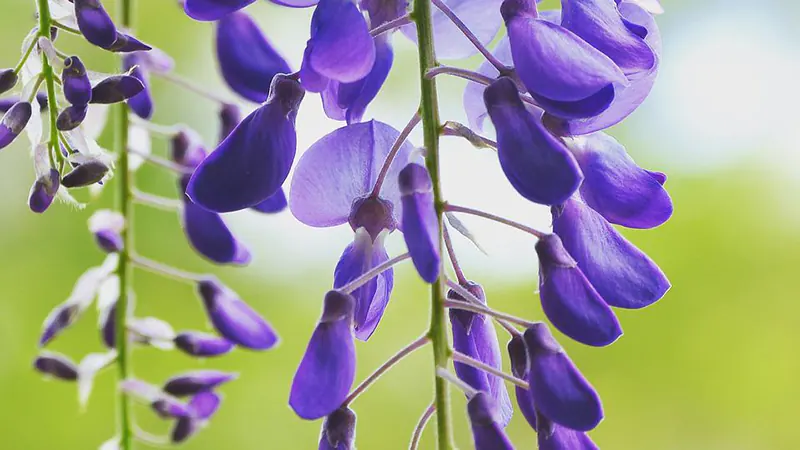 how to prune wisteria