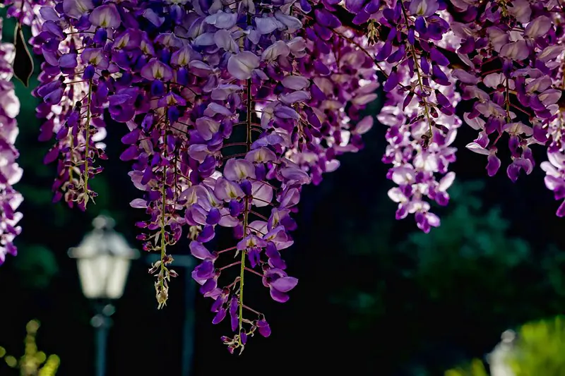 how to prune wisteria