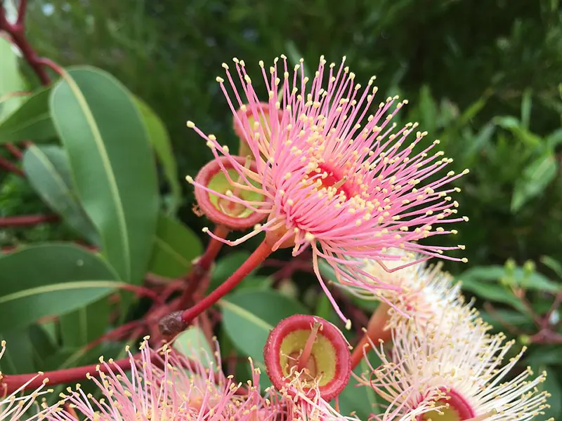 how to take care of eucalyptus