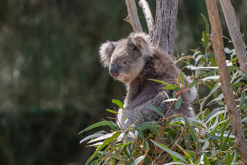 how to take care of eucalyptus